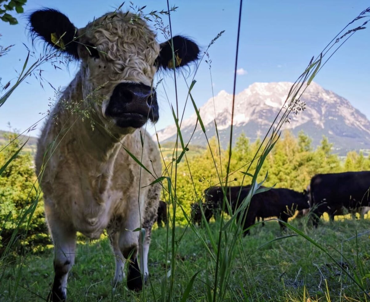 Die Galloways werden hin und wieder auf einen Besuch vorbeischauen