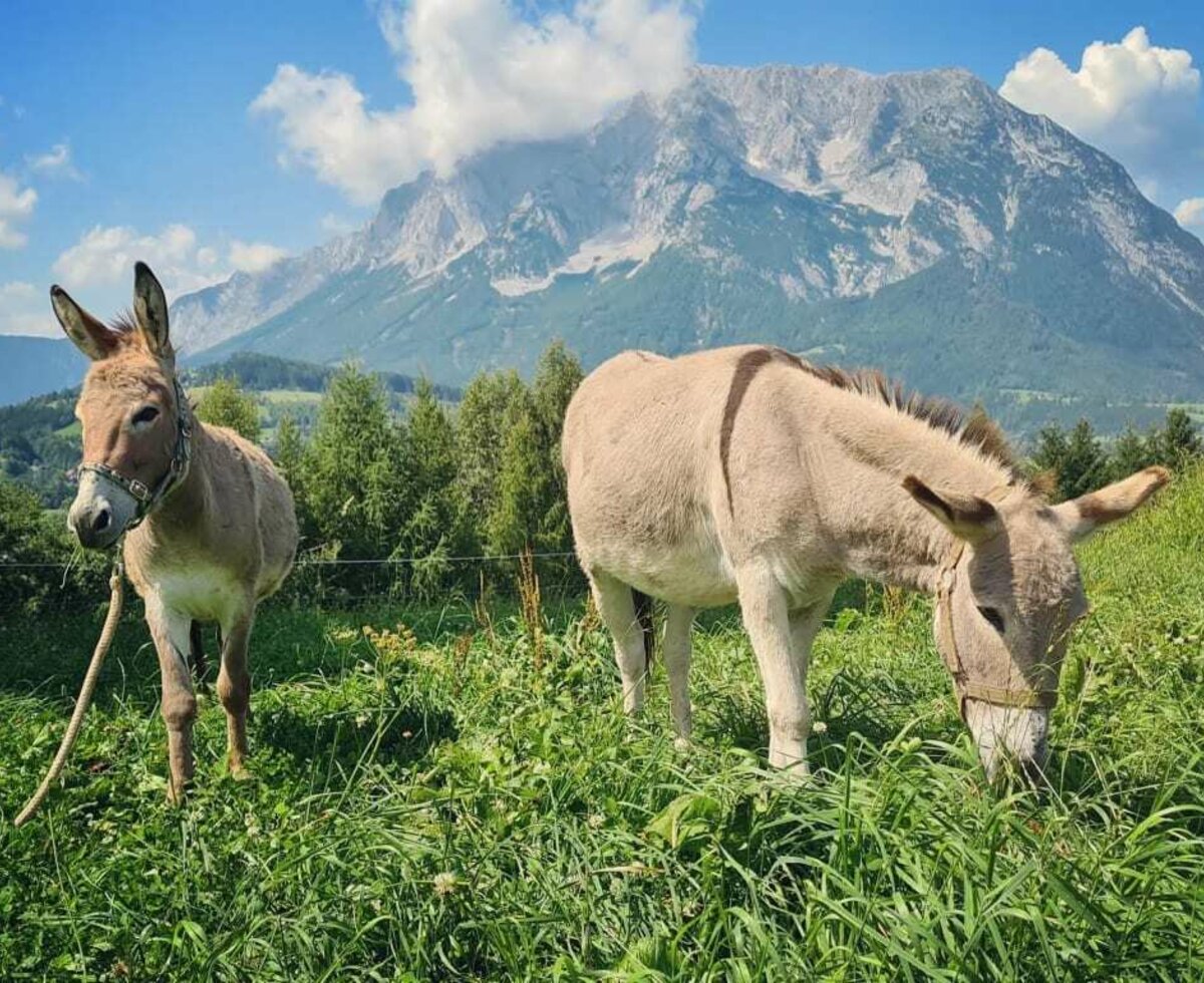 Esel Benjamin und Raffael laden zu einem gemeinsamen Spaziergang ein