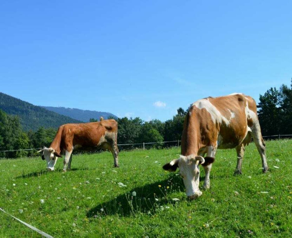 Tiere auf der Weide