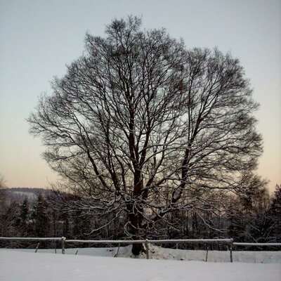 Baum im Schnee