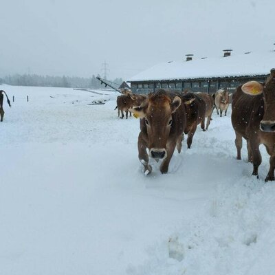 Spielen im Schnee