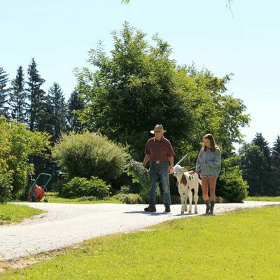 Spaziergang mit dem Kälbchen