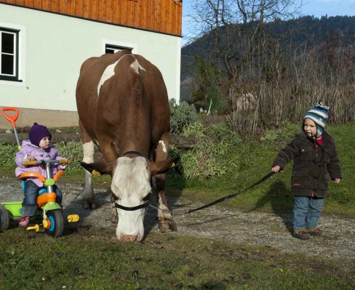 Gregor mit seiner Kuh - Kufstein