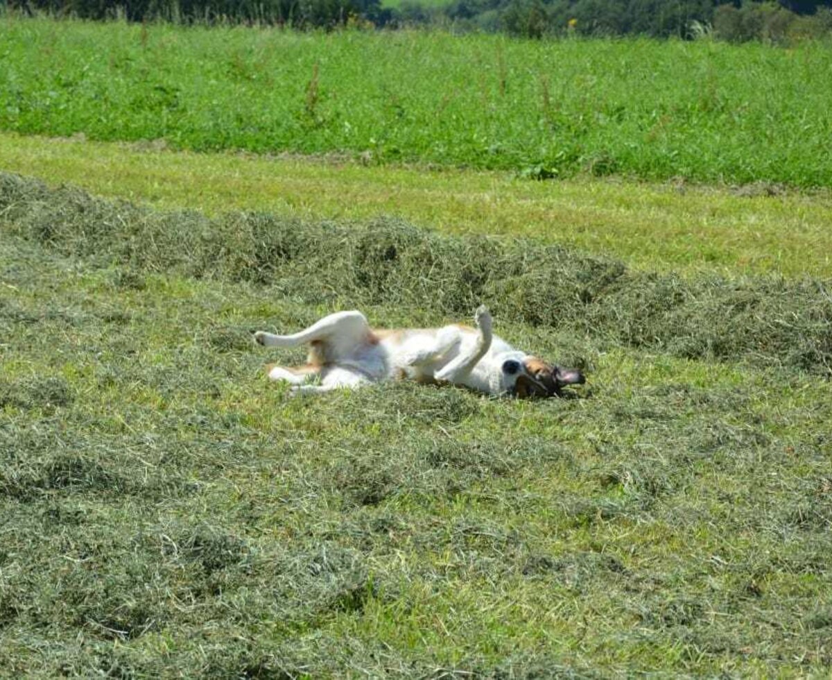 Unser Hofhund fühlt sich auch bei der Heuernte sehr wohl.