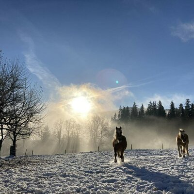 unsere Haflinger