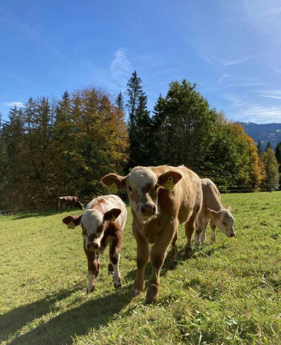 unsere neugerigen Kälber