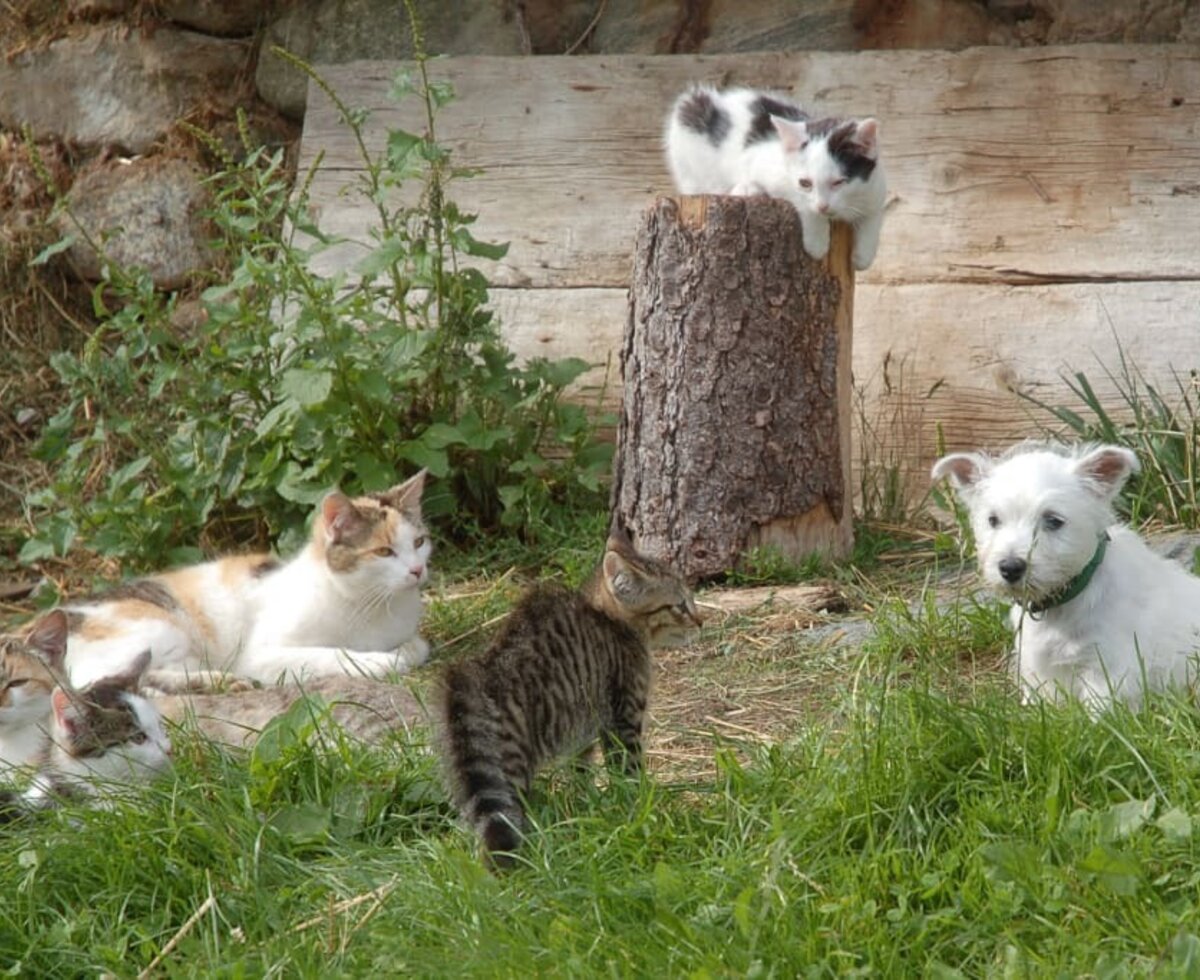 Viele Tiere bei uns am Hof