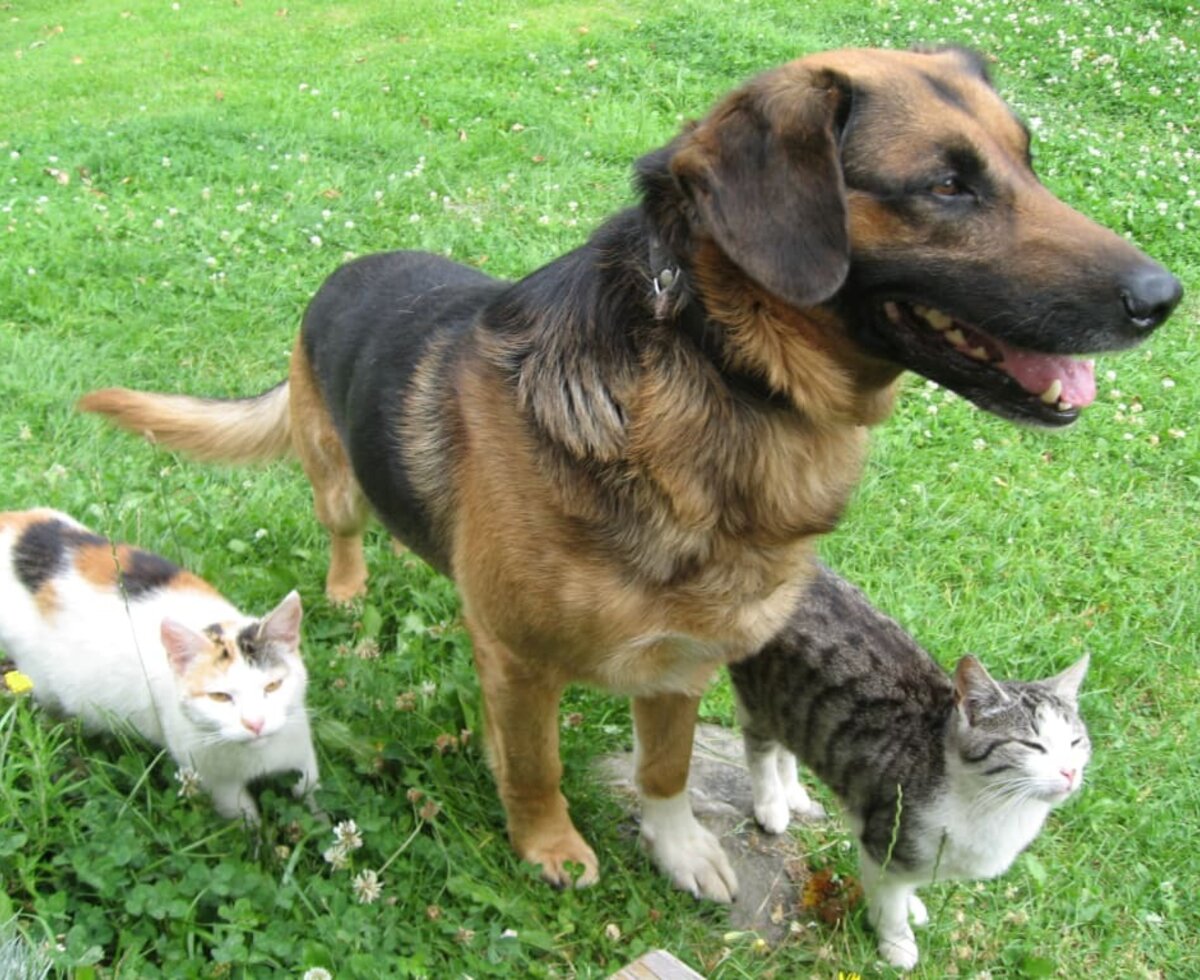 Hund und Katzen in bestem Einvernehmen