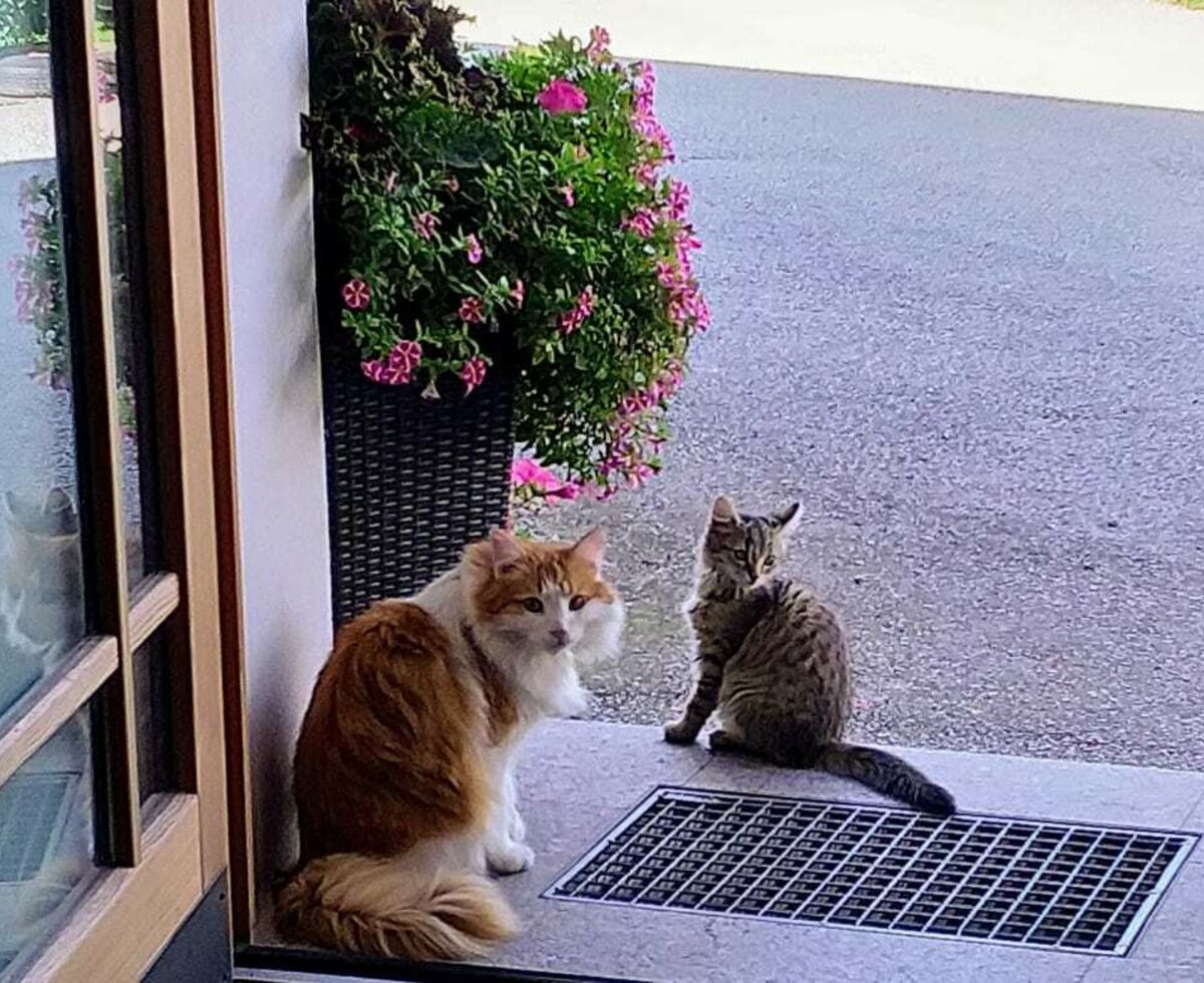 Hauskatzen Linus und Lilo