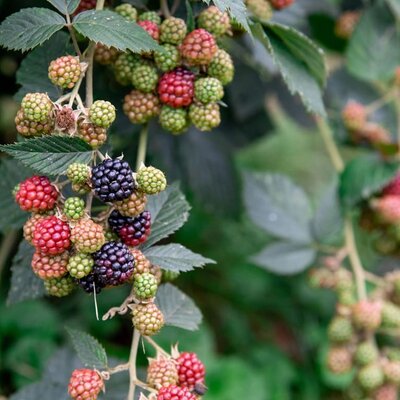 Brombeeren