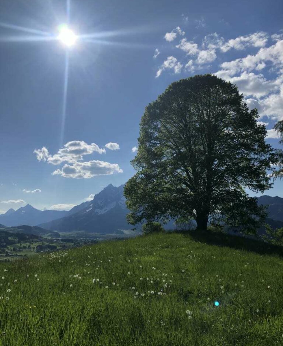 Kraftplatz Linde