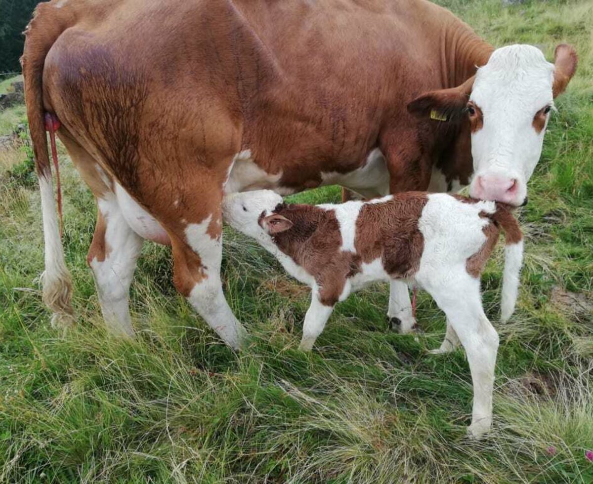 Tiere Mutterkühe