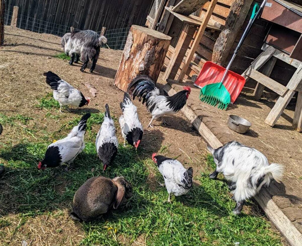 Hühner, Hasen und Mini Ziegen leben gemeinsam