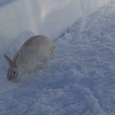 Schneehase auf der Alm