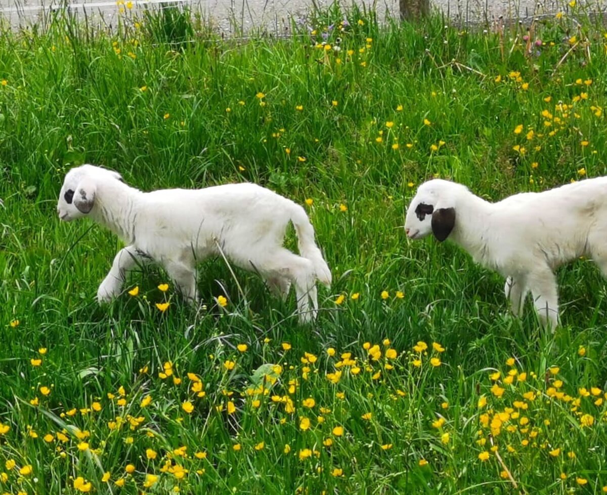 Tiere am Hof