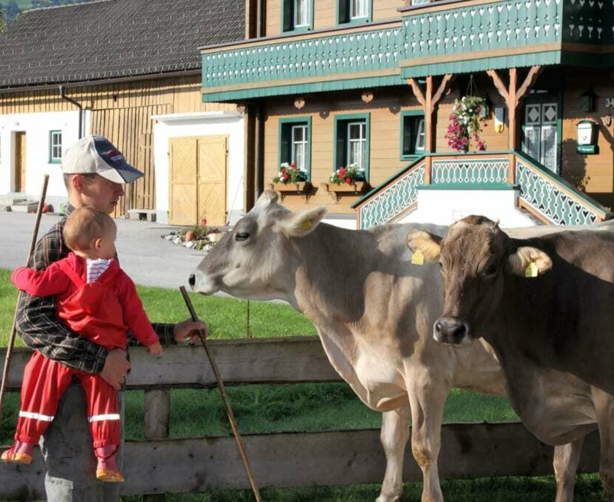 Kühe auf die Weide bringen Linharterhof