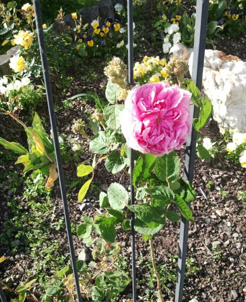 Rosen im Garten