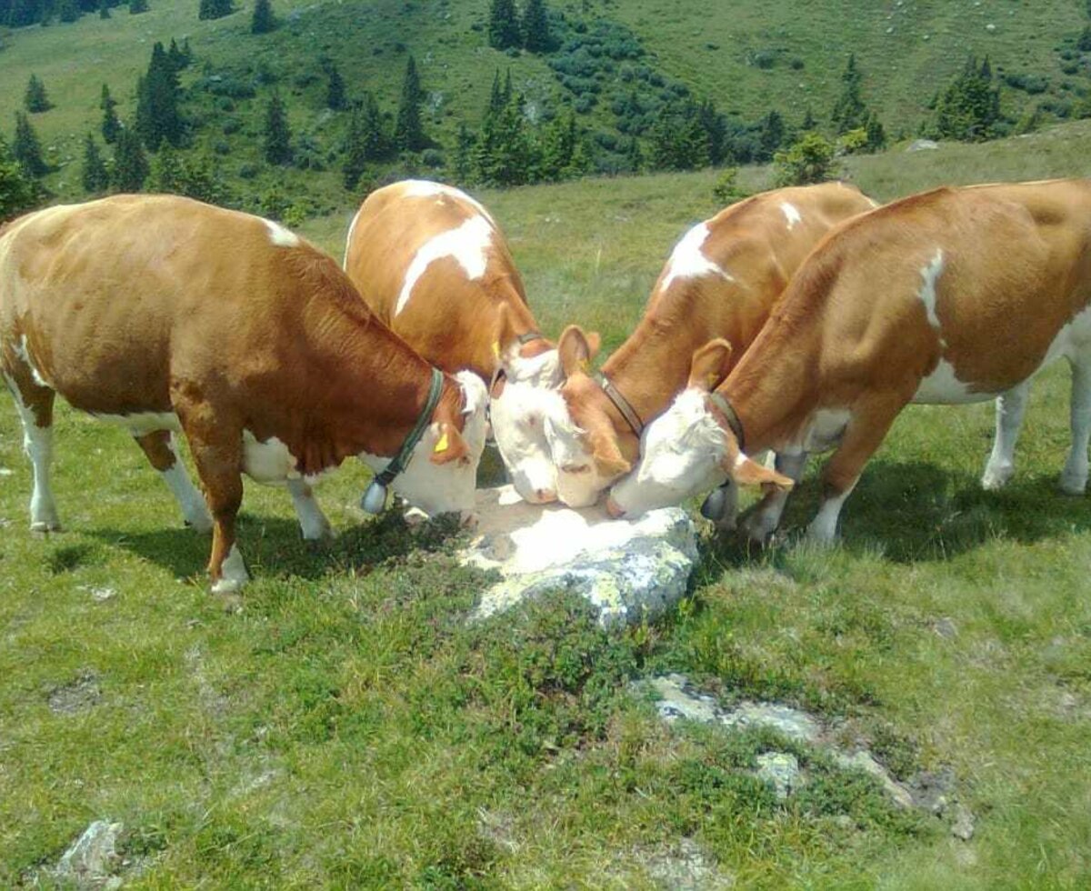 Unsere Kühe auf der Alm