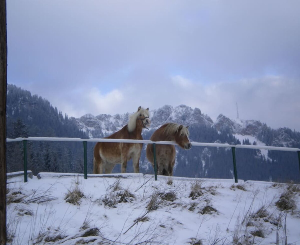 Saartje und Sientje im Winter