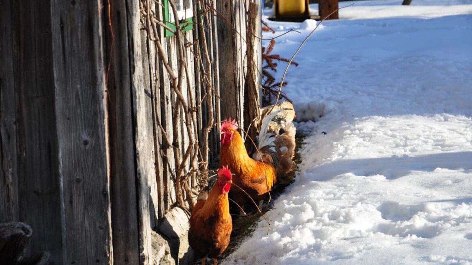 Die "Eierfabrikanten" genießen die Sonne im Winter