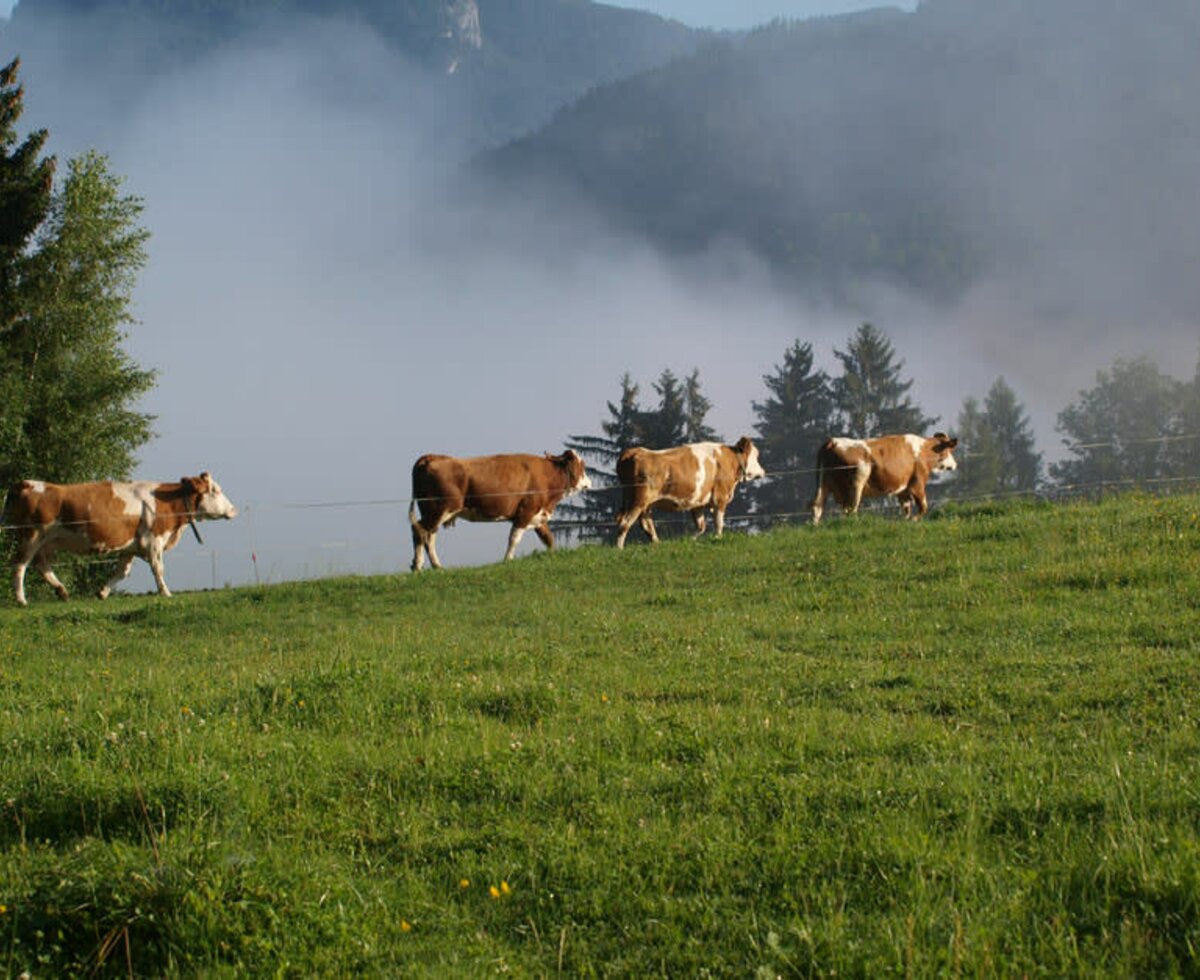 Kühe auf dem Weg zur "Fütterung"!