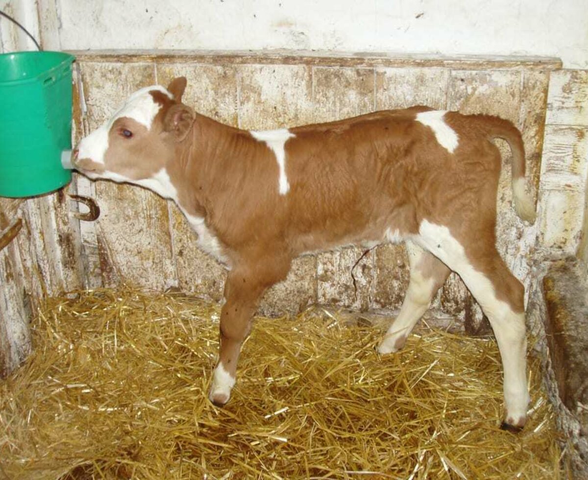 Frische Milch schmeckt unserem Kalb