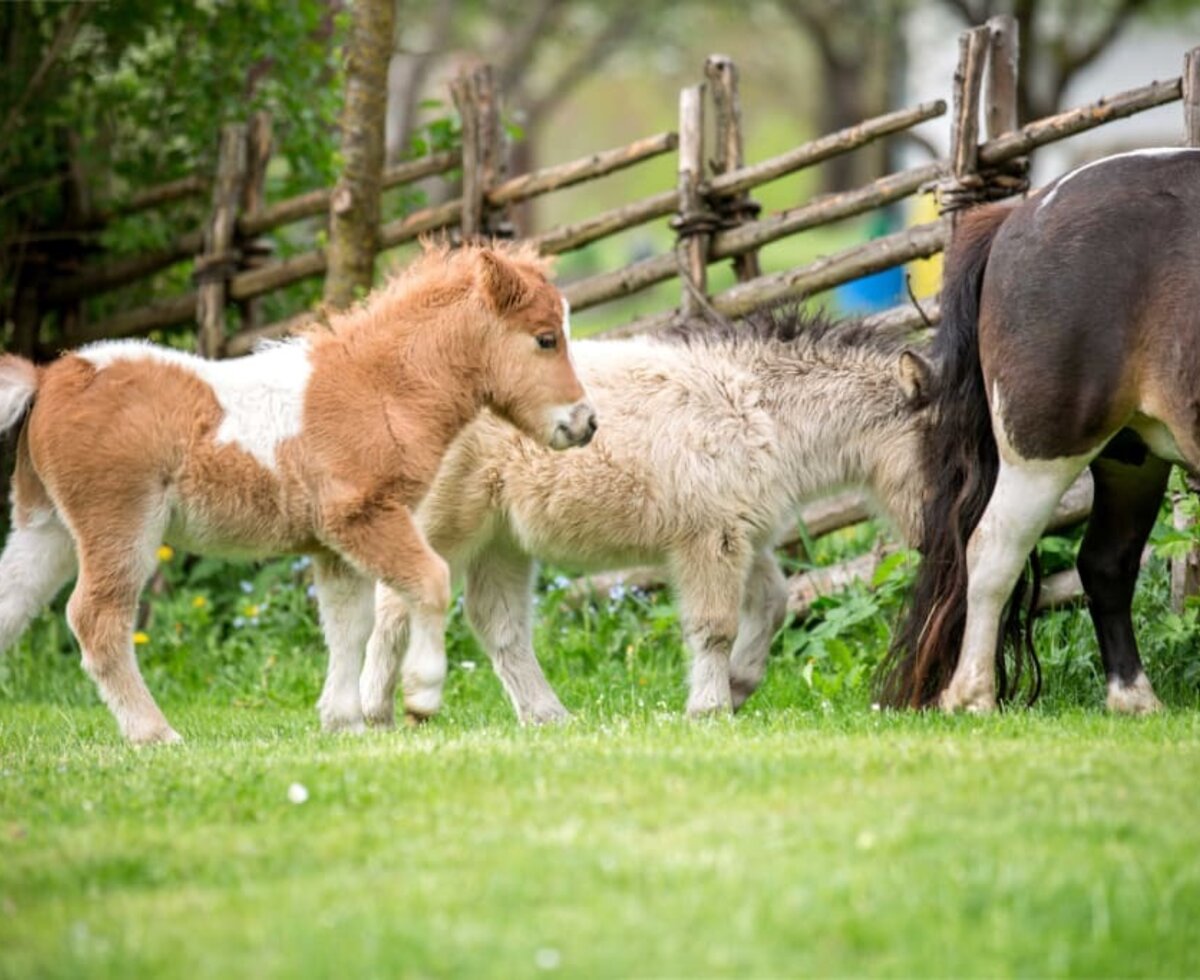 Ponyglück am Miniponyhof