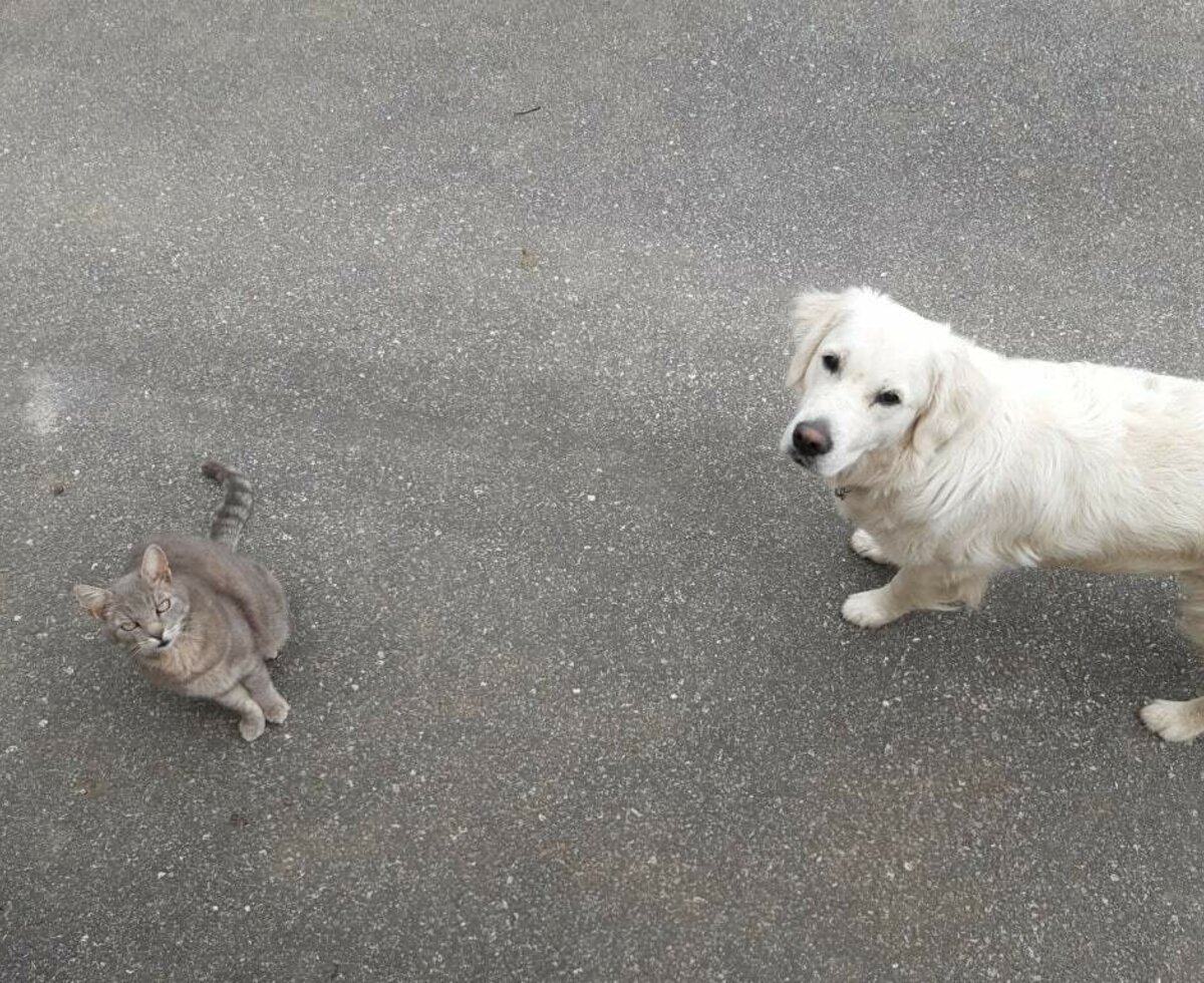 Golden Retriever Hündin "Elli" mit Kater "Silver"