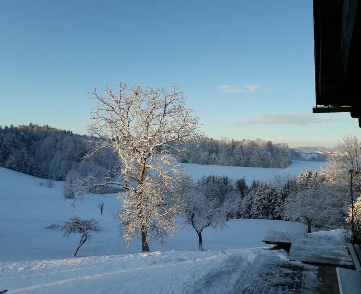 Walnussbaum im Schnee