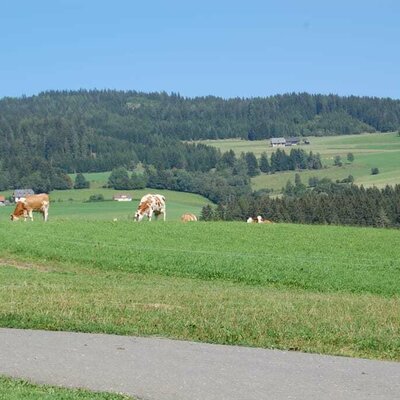 Unsere Kühe dürfen immer auf die Weide