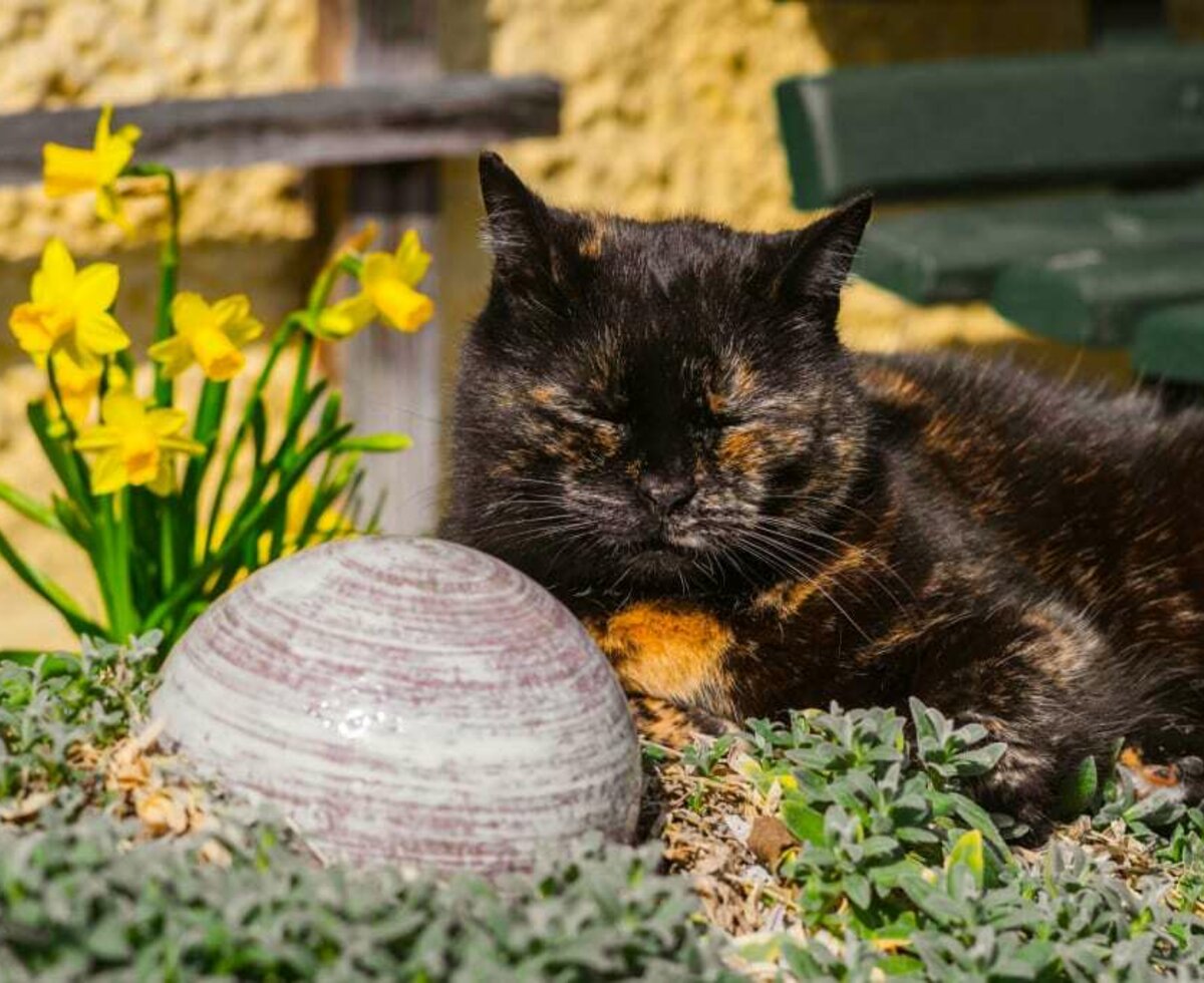 Katze Sumsi genießt die Sonne