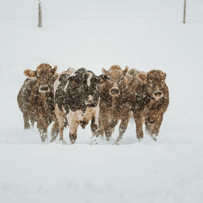 Unsere Kühe genießen den Schnee