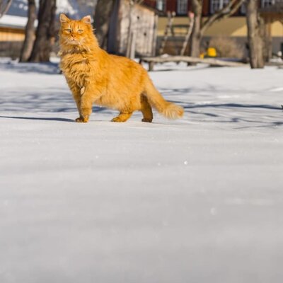 Kater Jojo im Schnee