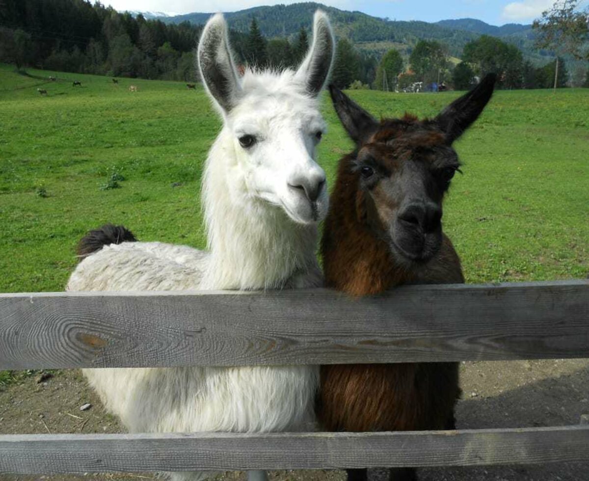 Bonnie&Clyde unsere Lamas