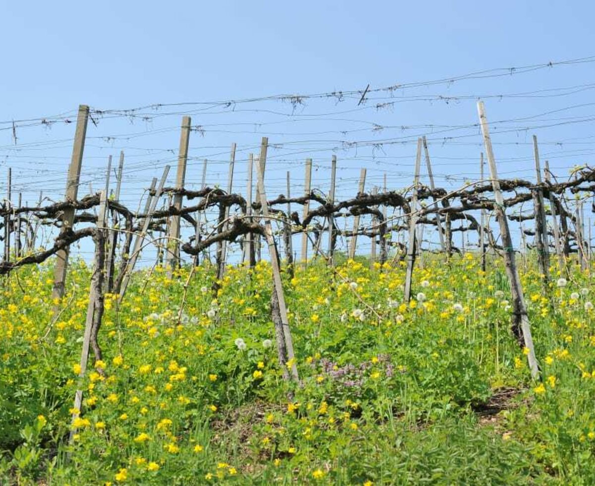 Weingarten Frühling