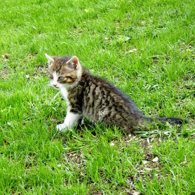 Bei den Kindern besonders beliebt - unsere Katzen