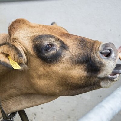 Unsere Kühe lassen sich gerne verwöhnen