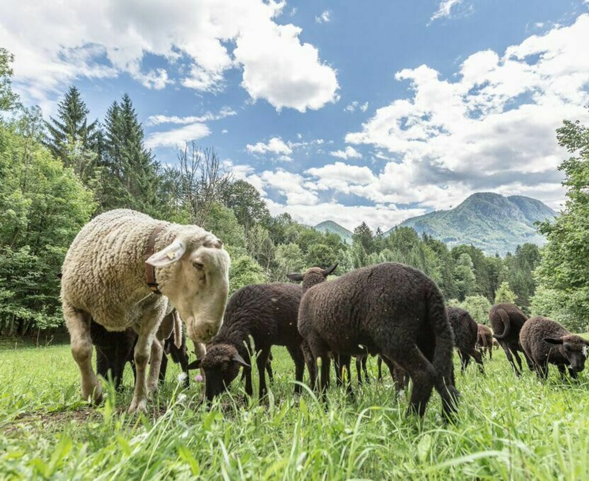 Schafe auf der Weide