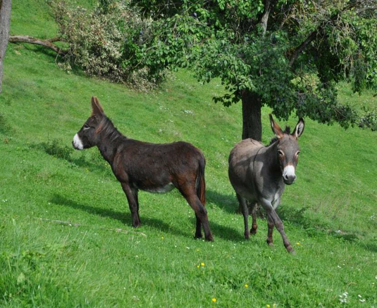 Maximillian und Adriano