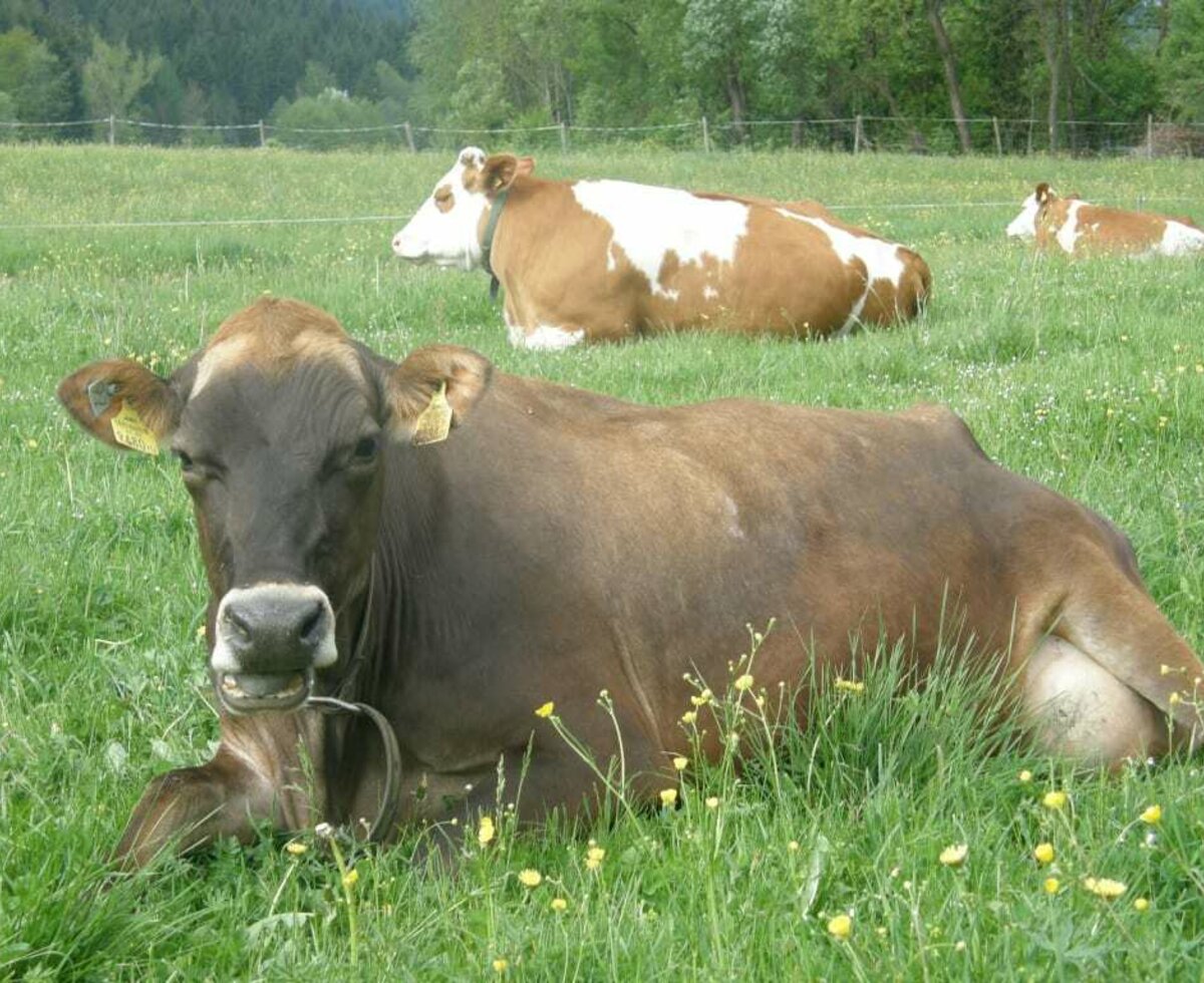 Den Somme verbringen die Kühe auf der Weide