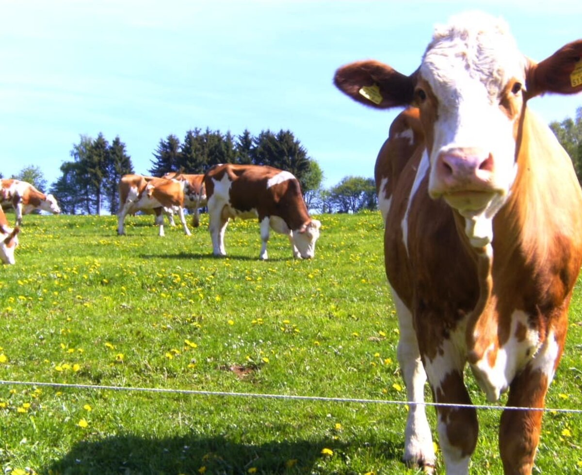 Unsere Kühe sind im Sommer auf der Weide