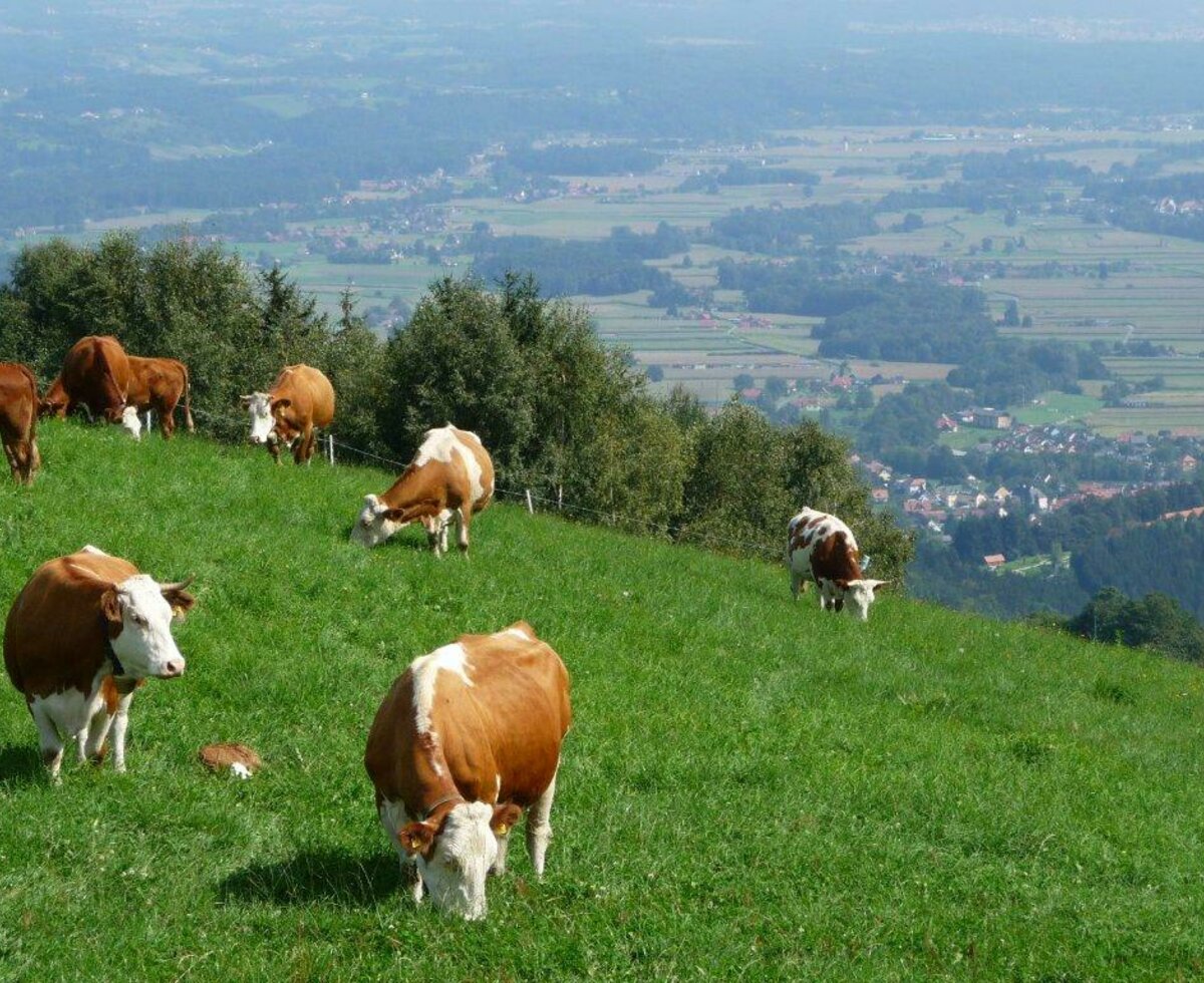 Rinder auf der Weide