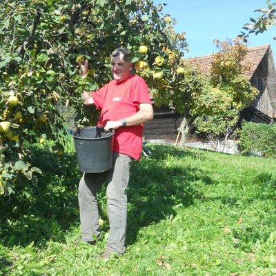 Quittenernte im Obstgarten