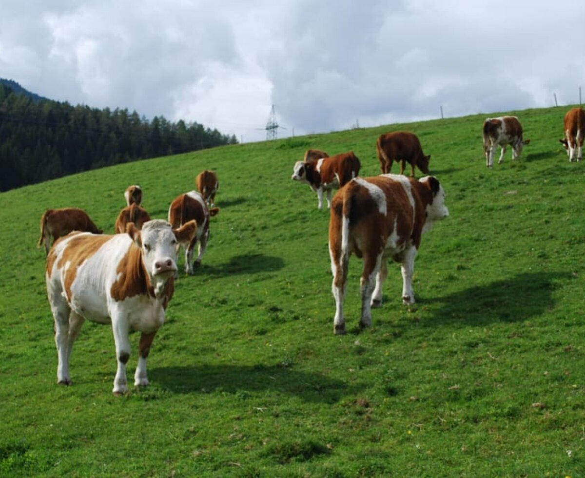 Kühe auf der Wiese