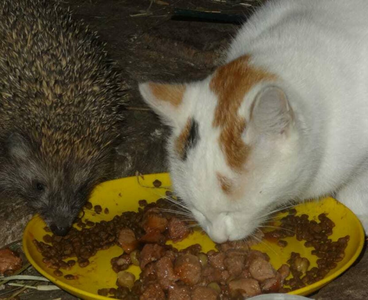 Igel mit Katze