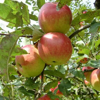 Der steirische Apfel