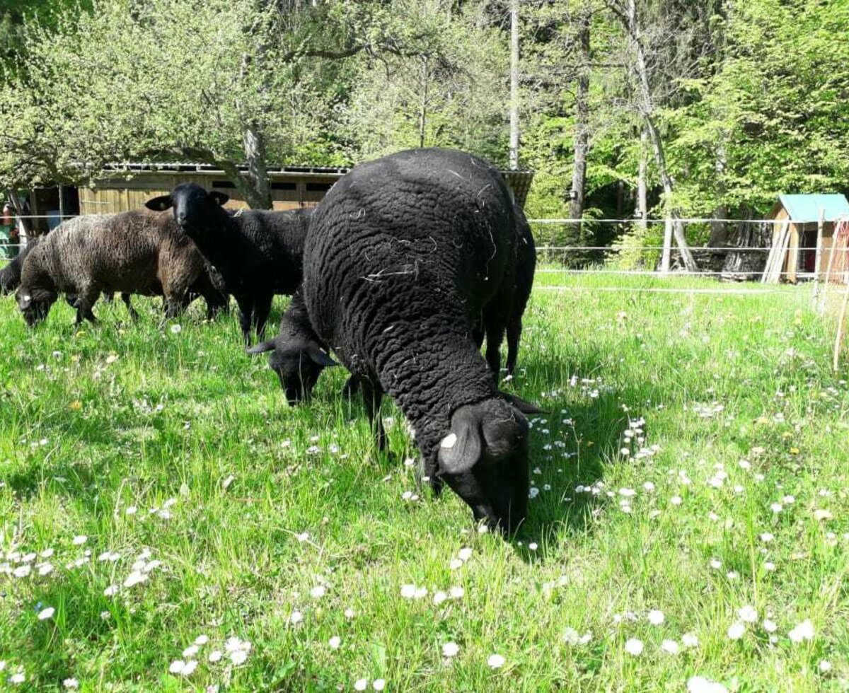 Frisches Gras für die Jura-Schafe