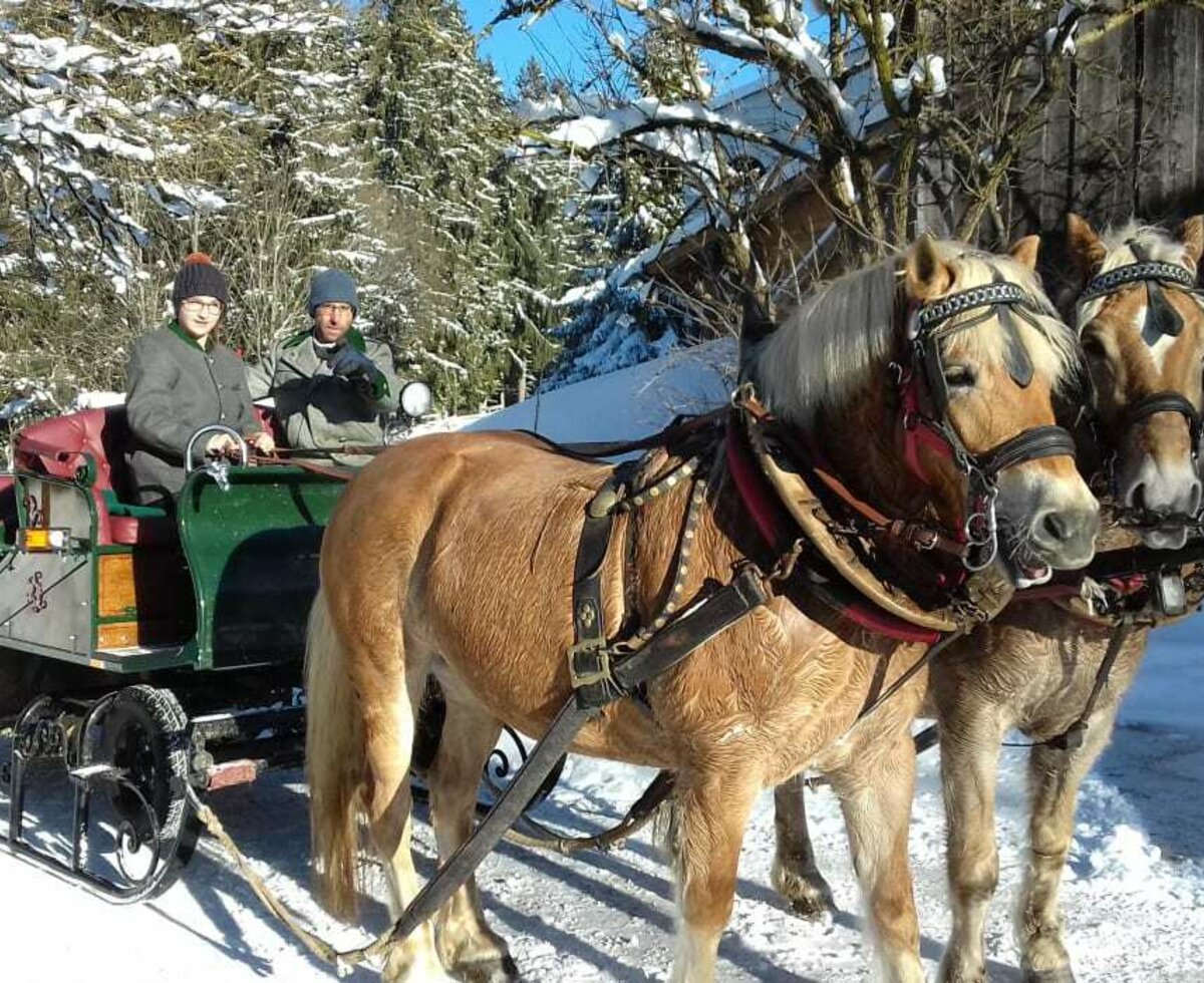 Unsere Haflinger mit Schlitten