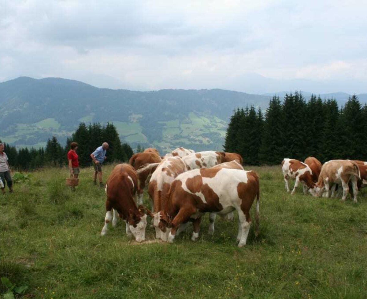 Ochsenberg - Steineralm