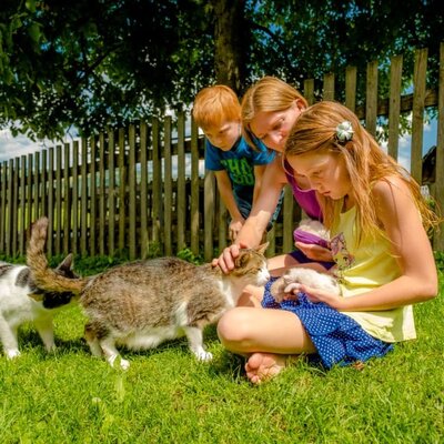 Streicheleinheiten für die Katzen